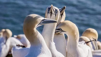 金年会世俱杯-博塔弗戈2-1西雅图海湾人 伊戈尔-热苏斯建功特莱斯献助攻