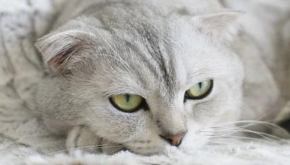 金年会世俱杯-博塔弗戈2-1西雅图海湾人 伊戈尔-热苏斯建功特莱斯献助攻